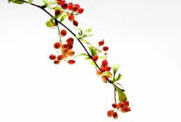 Christmas / Holiday: Pepperberry Mistletoe