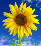 Floral Collection: Sunflower
