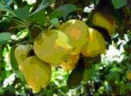 Aromatherapy: Lemon Verbena real soy canldes online