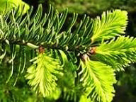 Christmas / Holiday: Fir Balsam Eve