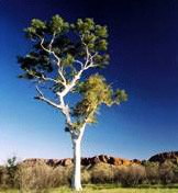 Clean Collection: Eucalyptus