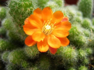 Exotic Collection: Desert Flower