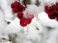 Fall / Holiday: Iced Cranberry