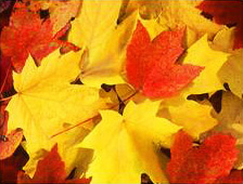 Fall / Holiday: Fall Leaves