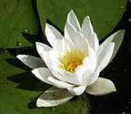 Floral Collection: Water Lilly Melon