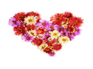 Floral Collection: Flowers of the Heart