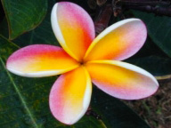 Floral Collection: Plumeria