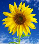 Floral Collection: Sunflower