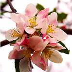 Floral Collection: Apple Blossom