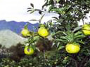 Fruits: Yuzu Fruit