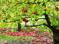 Fruits: Apple Orchard