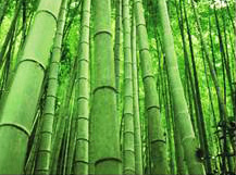 Naturals: Bamboo