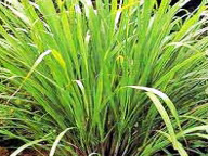 Naturals: Sweet Lemongrass