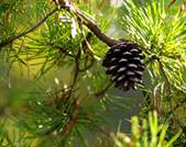Naturals: Pine Forest