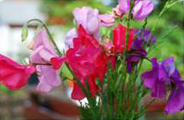 Springtime: Sweet Pea