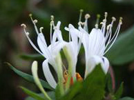 Springtime: Honeysuckle